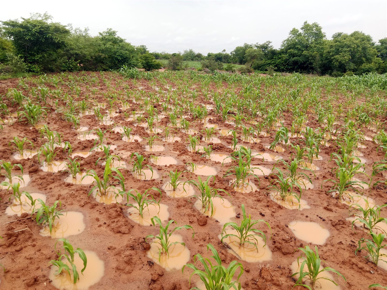 Zaï pits holding rainwater in a restored Sahel field, with young cereal seedlings coming up
